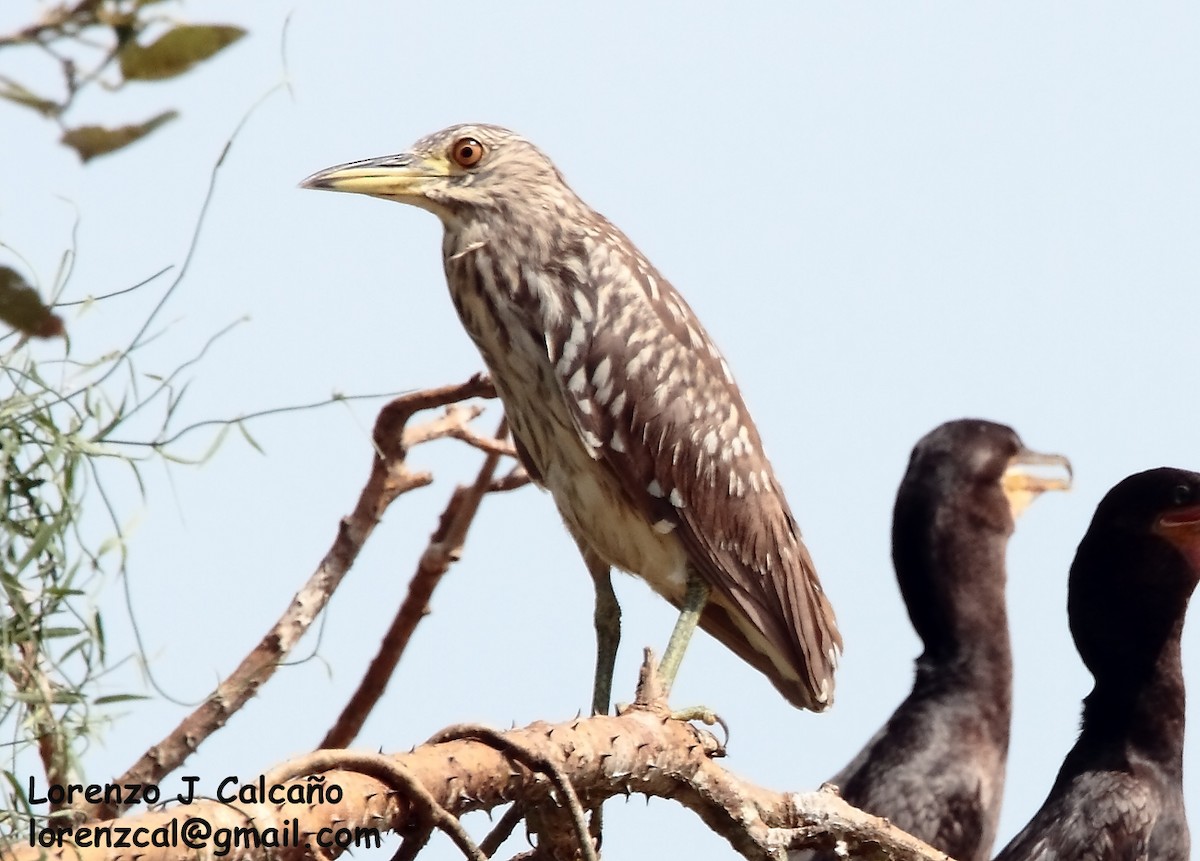 Black-crowned Night Heron - ML190131861