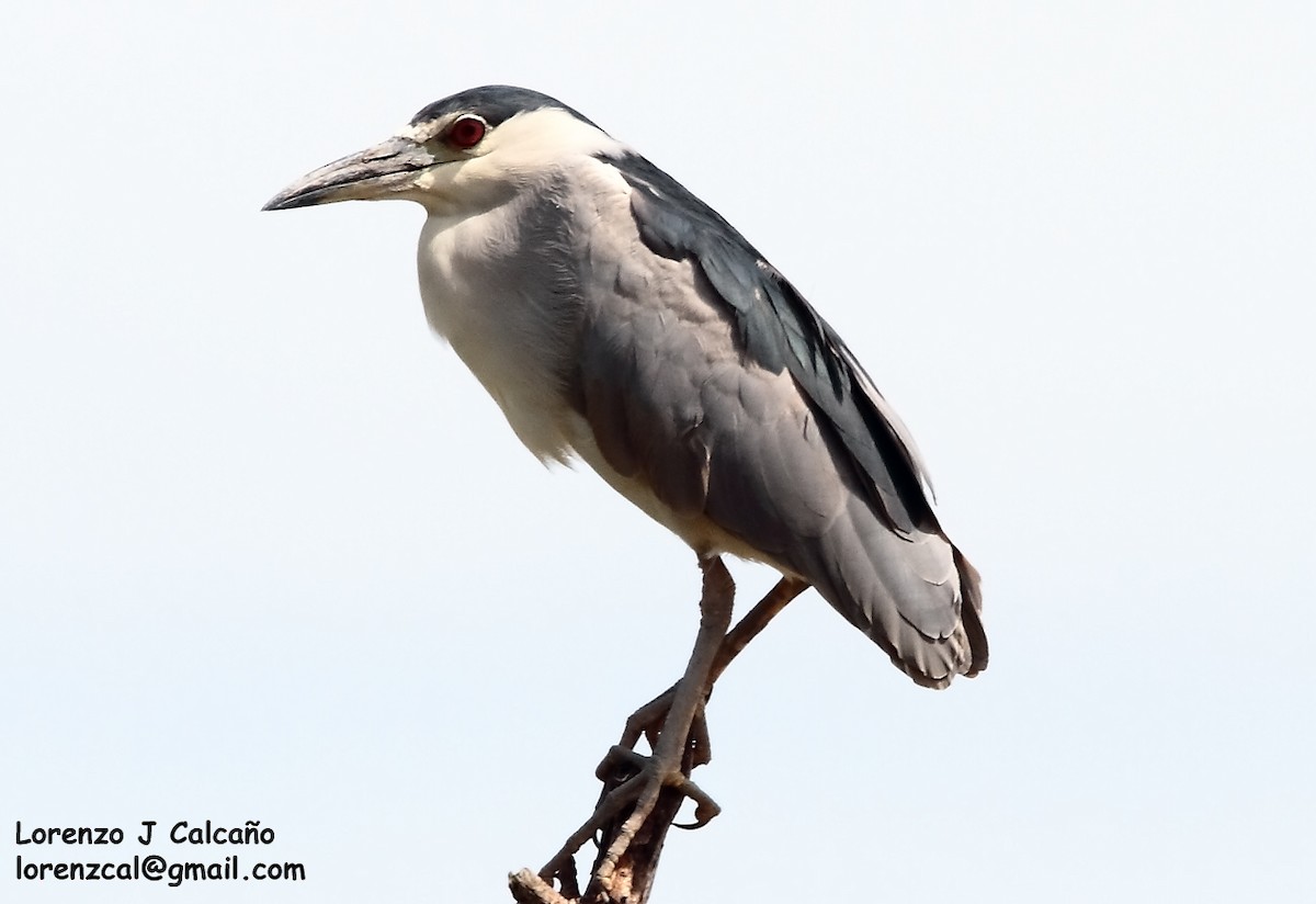 Black-crowned Night Heron - ML190131881