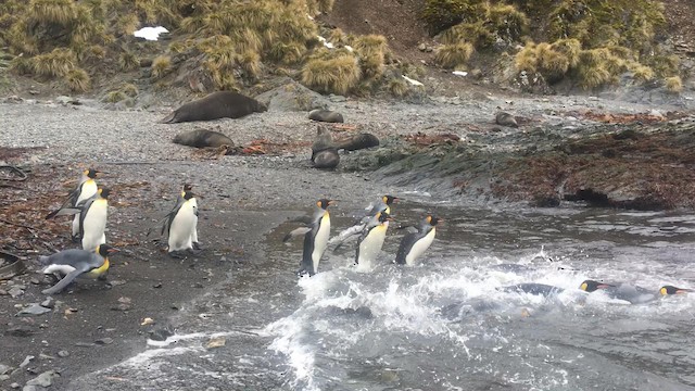 King Penguin - ML190133881