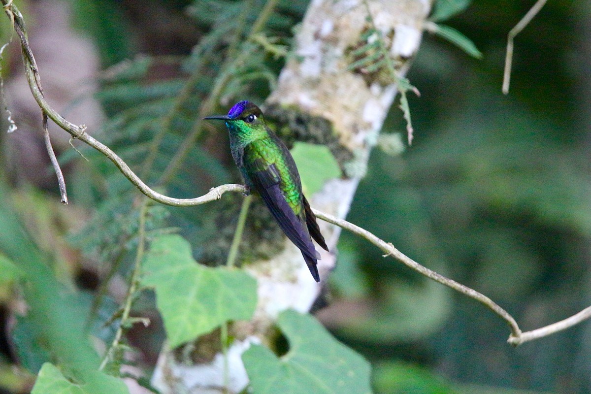 Violet-fronted Brilliant - Gabriel Willow