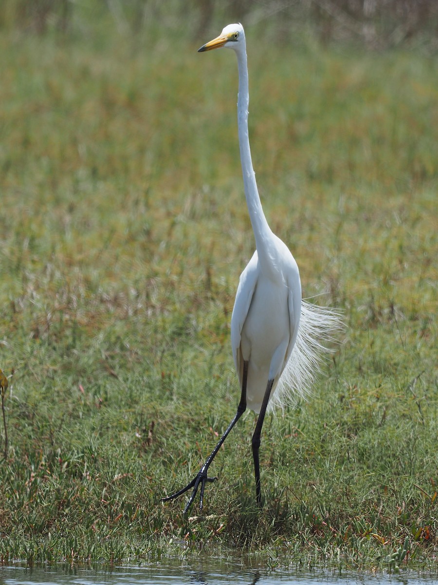 Great Egret - ML190135241