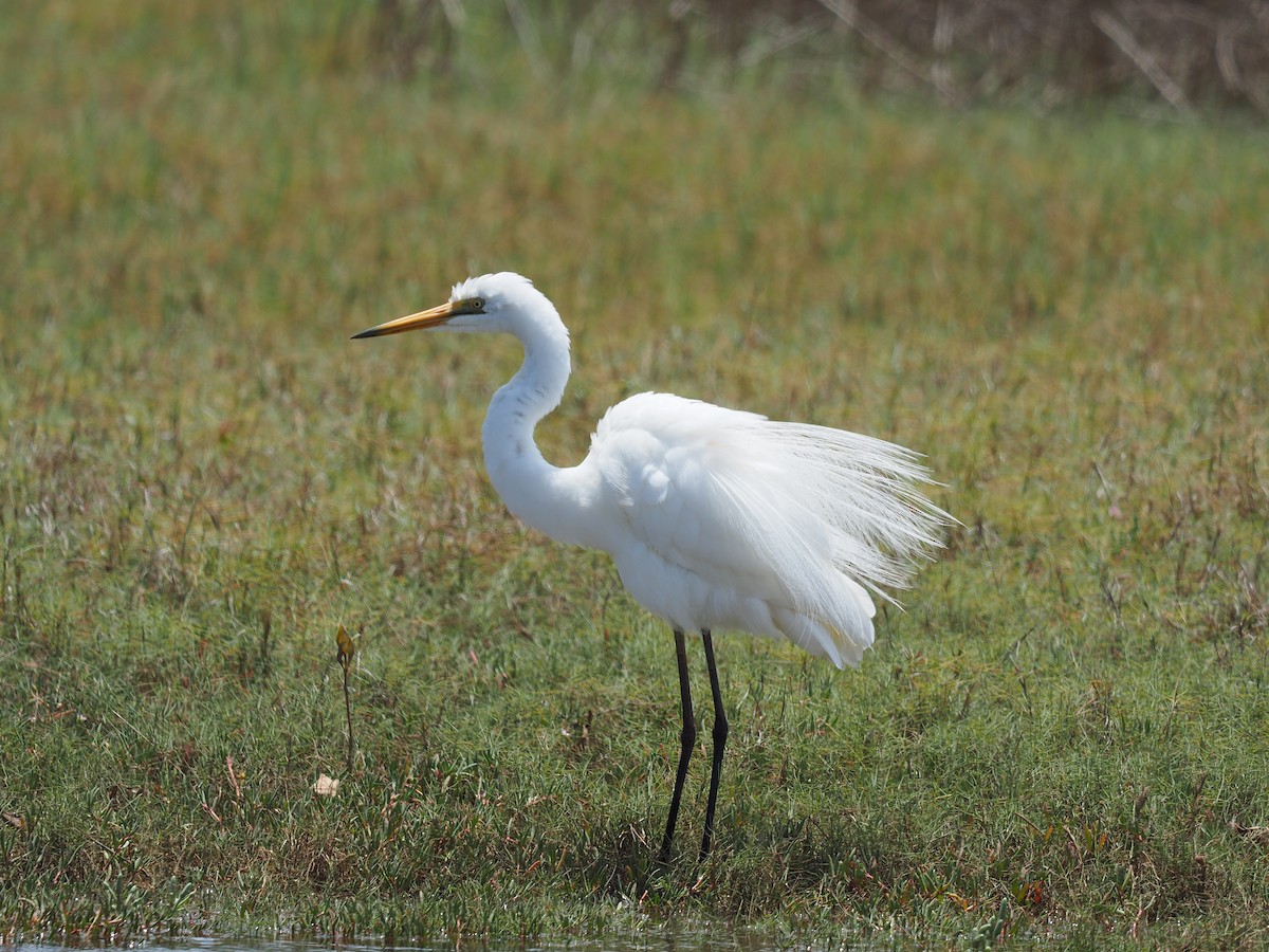 Grande Aigrette - ML190135401