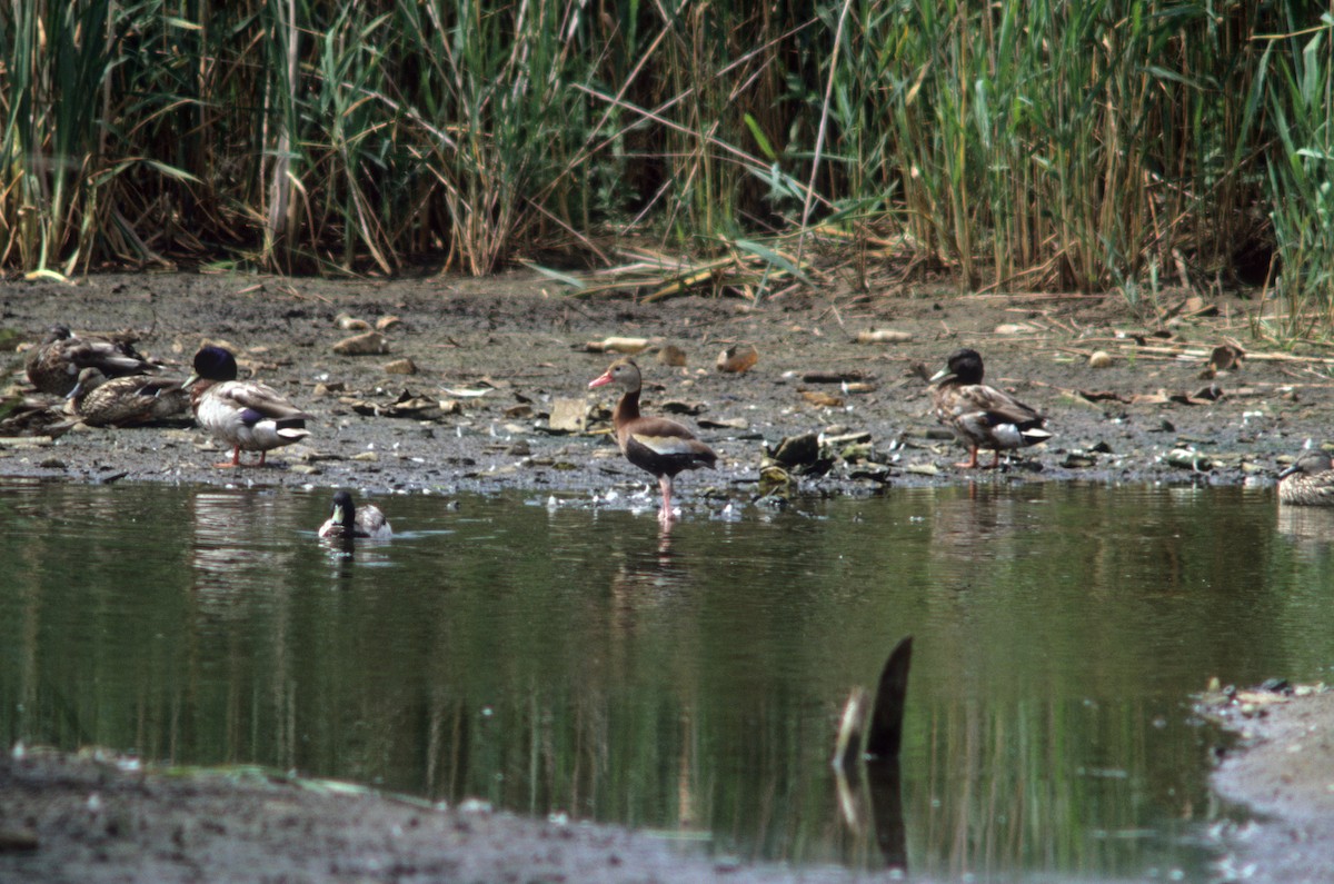 Black-bellied Whistling-Duck - ML190135501