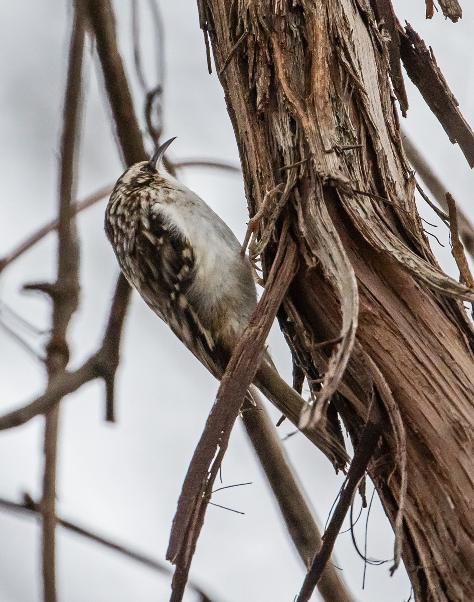 Brown Creeper - ML190135711