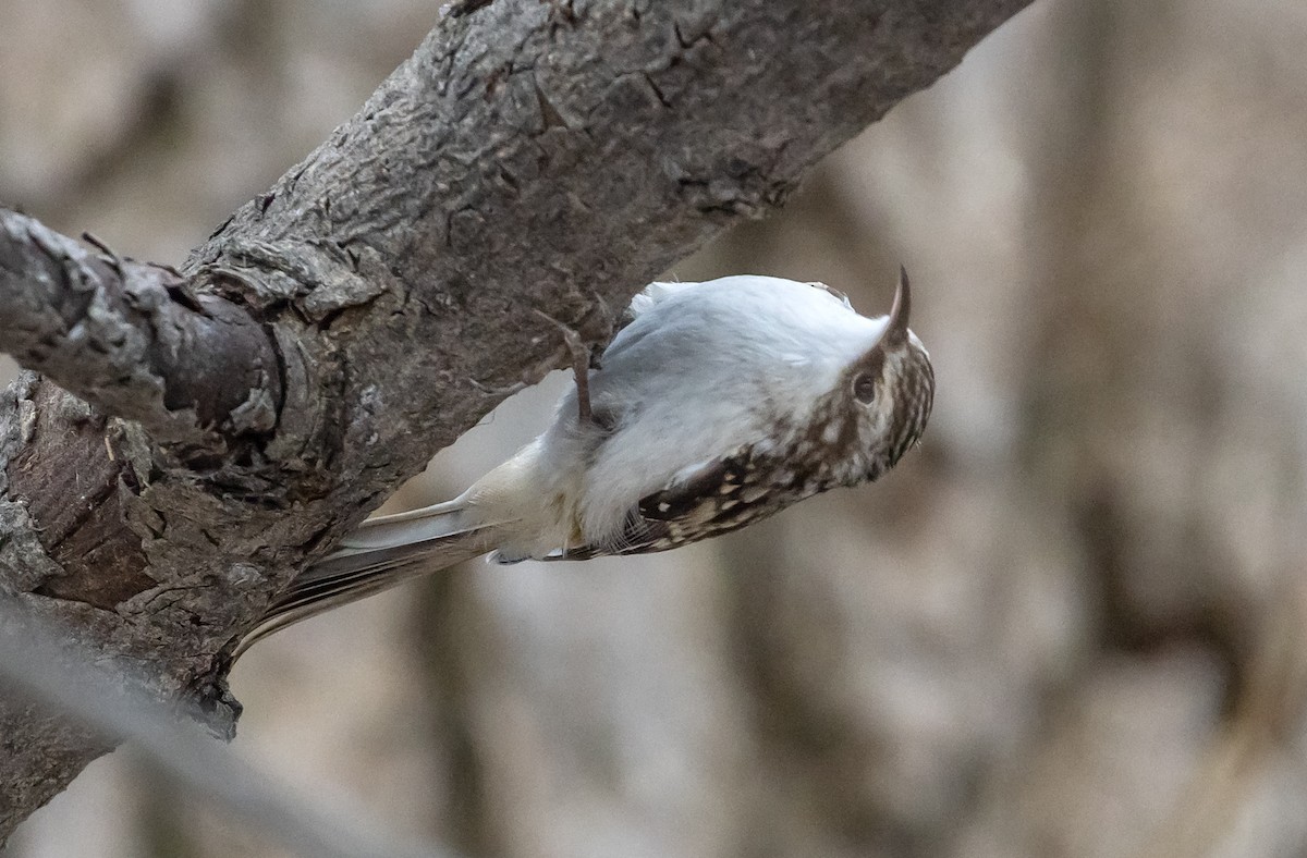 Brown Creeper - ML190135891