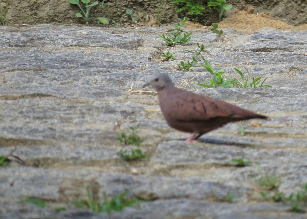 Ruddy Ground Dove - José Antonio Vicente Filho