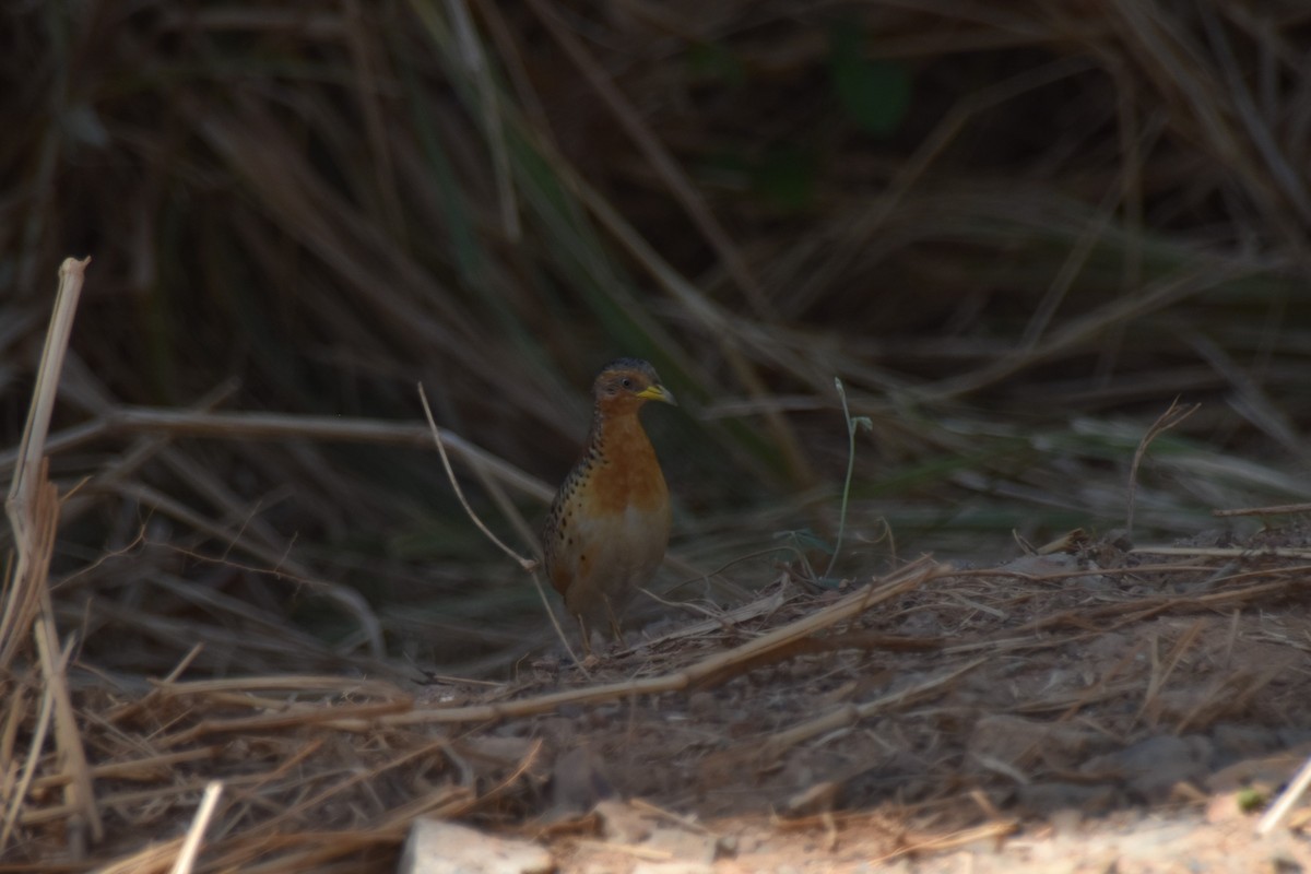 Red-backed Buttonquail - ML190138071