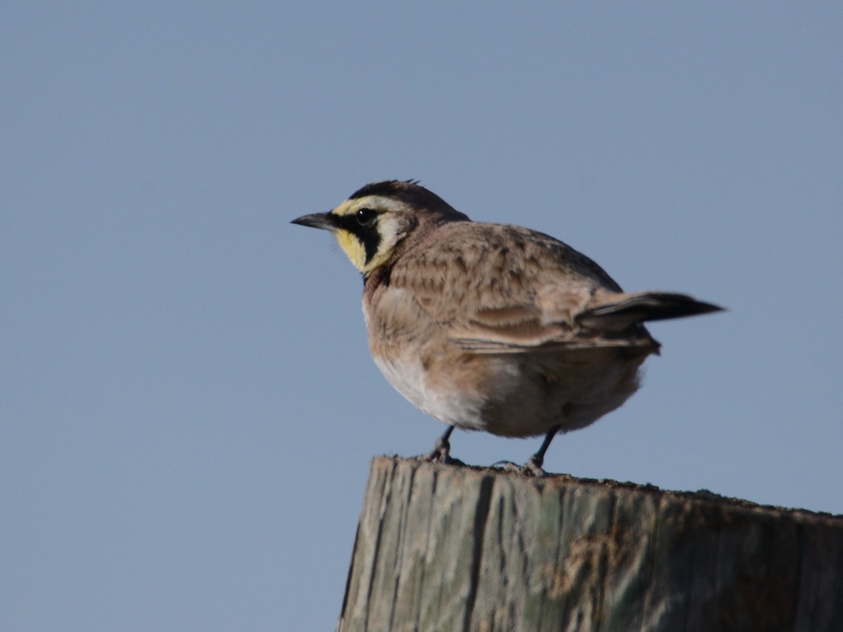 Horned Lark - ML190138211