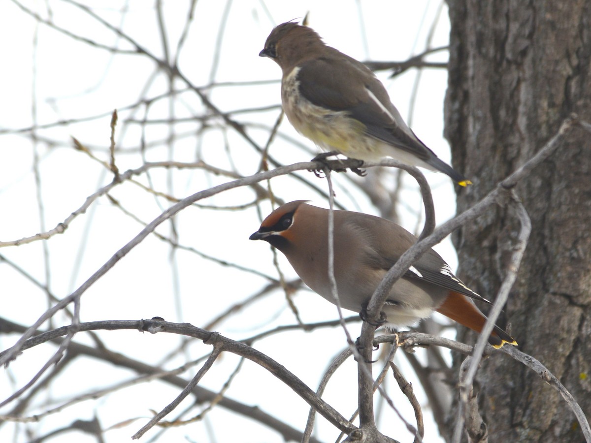 Bohemian Waxwing - ML190138461