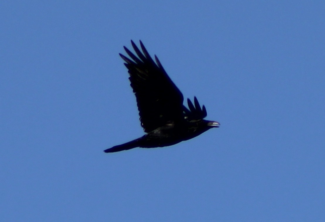 Common Raven - ML190143021