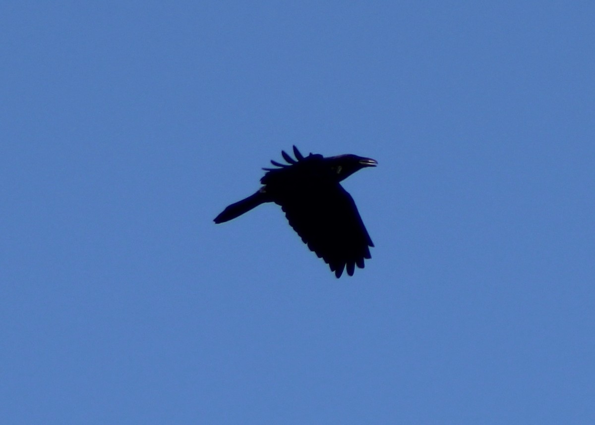 Common Raven - ML190143031