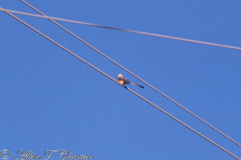 Scissor-tailed Flycatcher - Allen Chartier