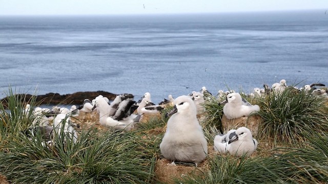 albatros černobrvý - ML190144581