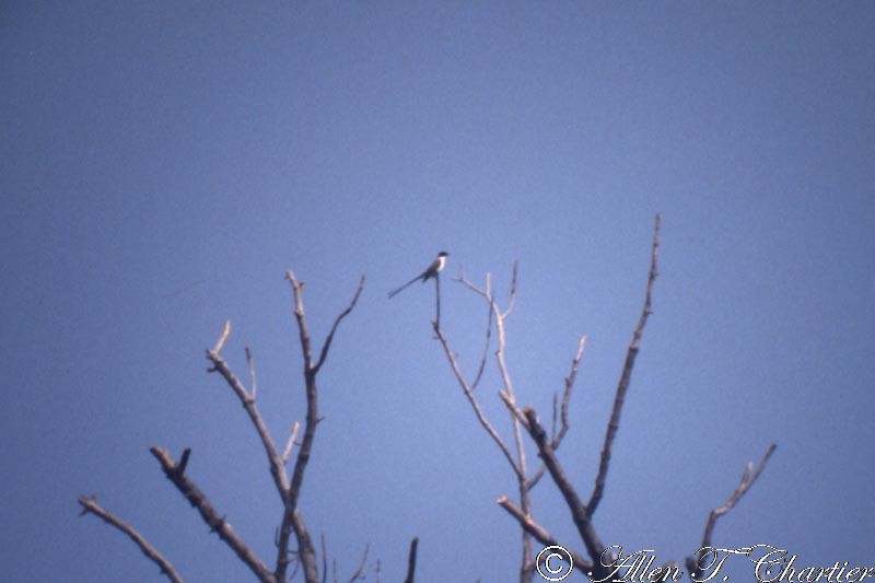 Fork-tailed Flycatcher - ML190144821