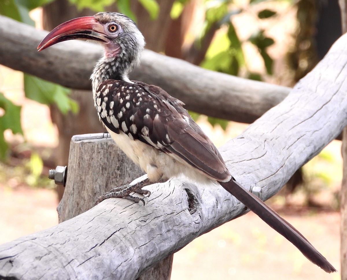 Southern Red-billed Hornbill - GARY DOUGLAS