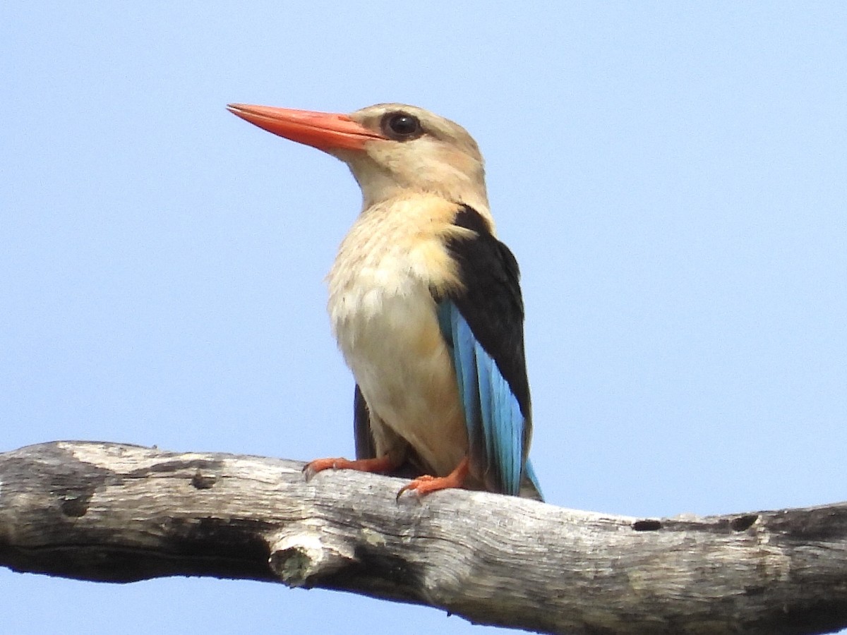 Brown-hooded Kingfisher - ML190145651