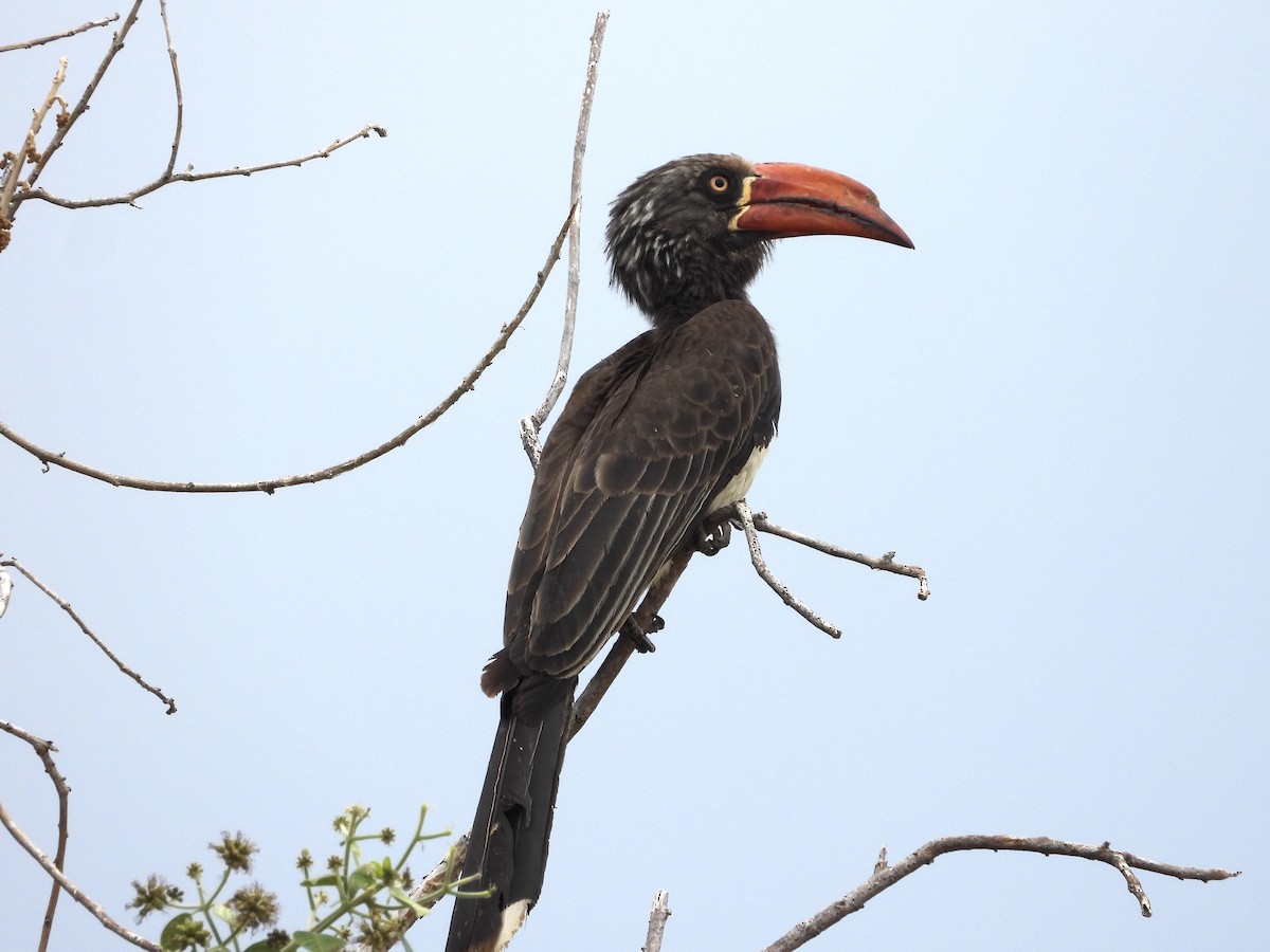 Crowned Hornbill - ML190145781