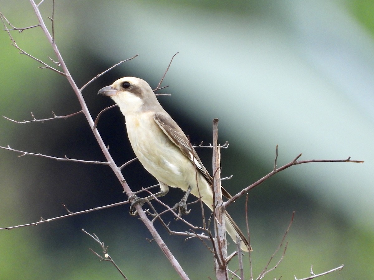 Lesser Gray Shrike - GARY DOUGLAS