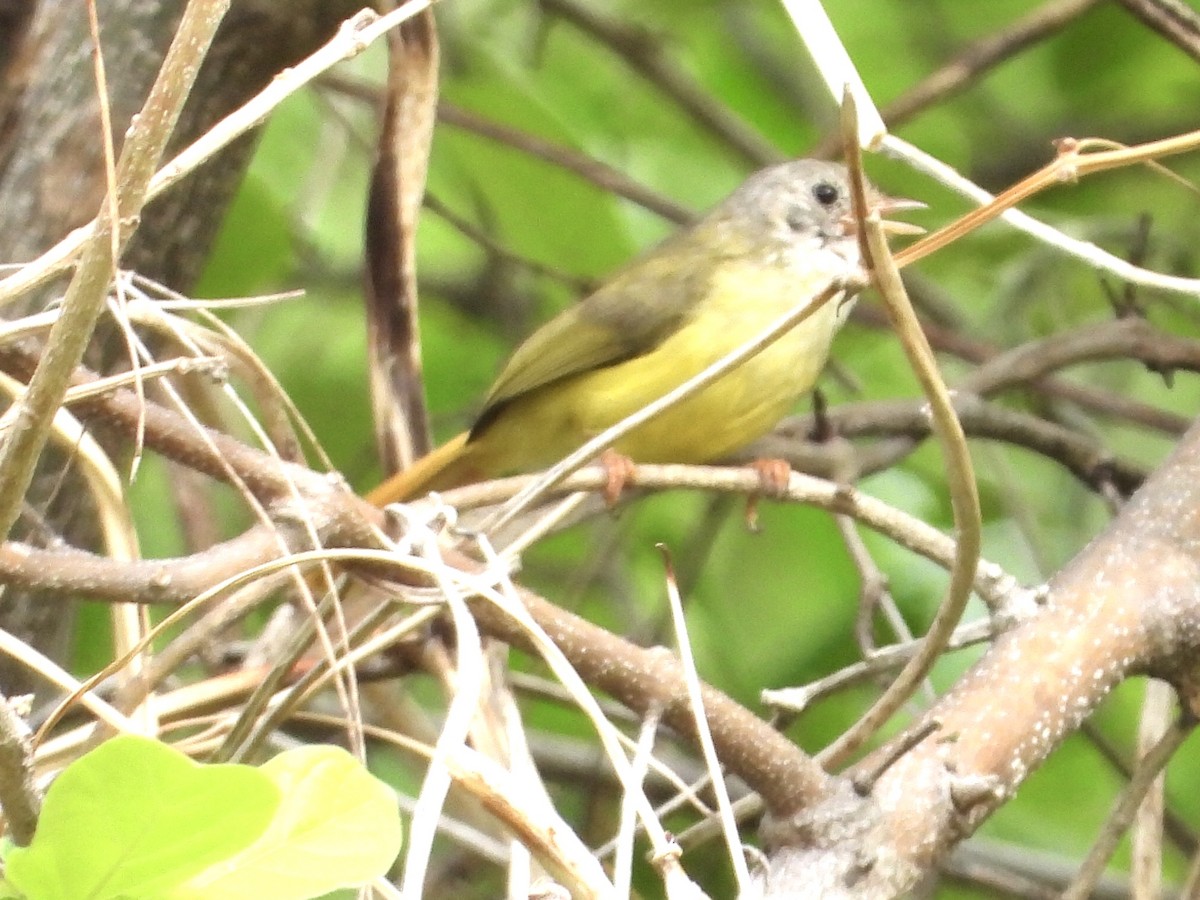 Livingstone's Flycatcher - GARY DOUGLAS