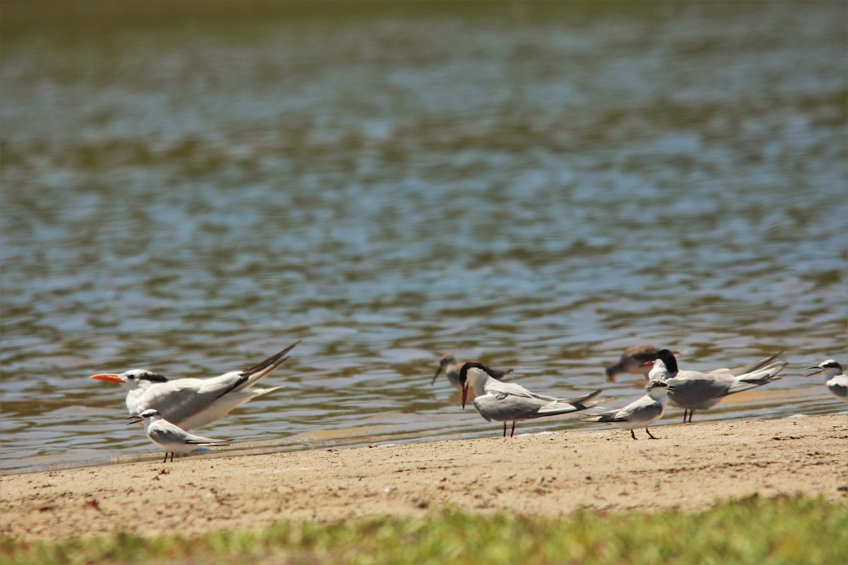 Common Tern - ML190146601