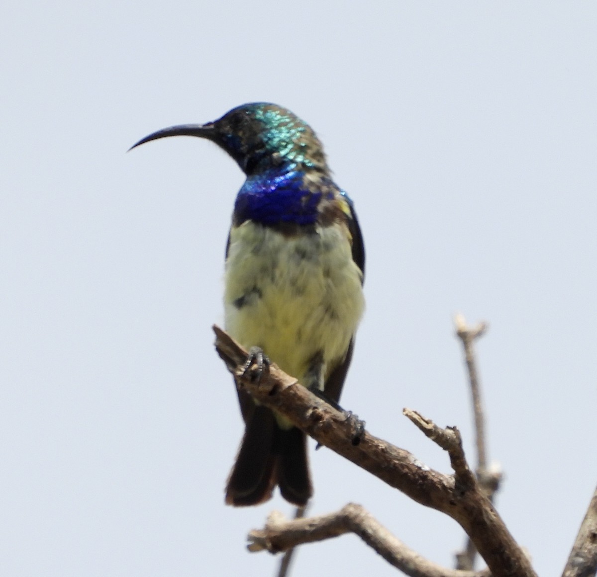 White-breasted Sunbird - ML190146721