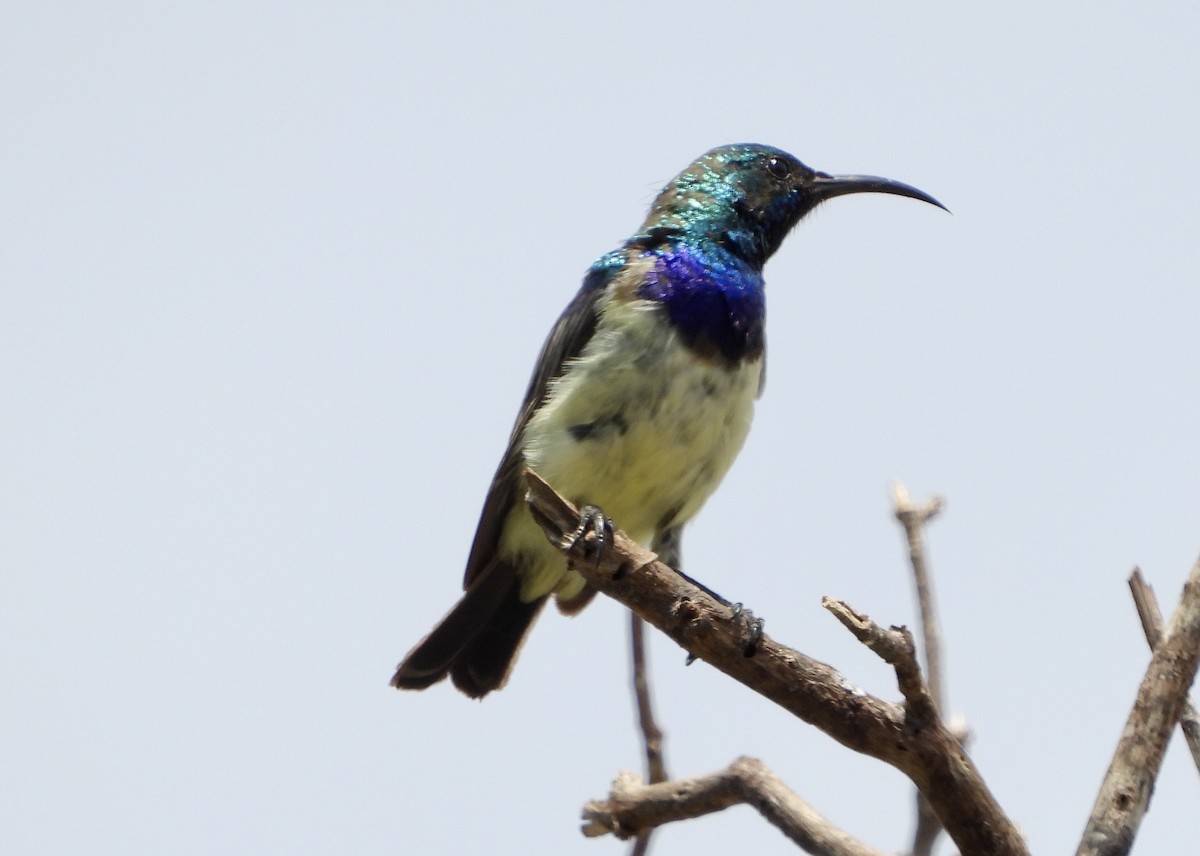 White-breasted Sunbird - GARY DOUGLAS