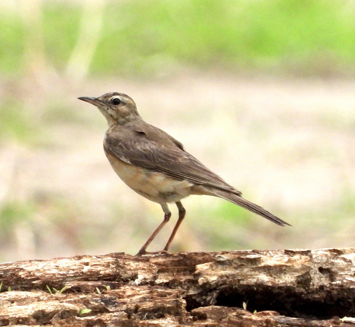 Plain-backed Pipit - ML190146831