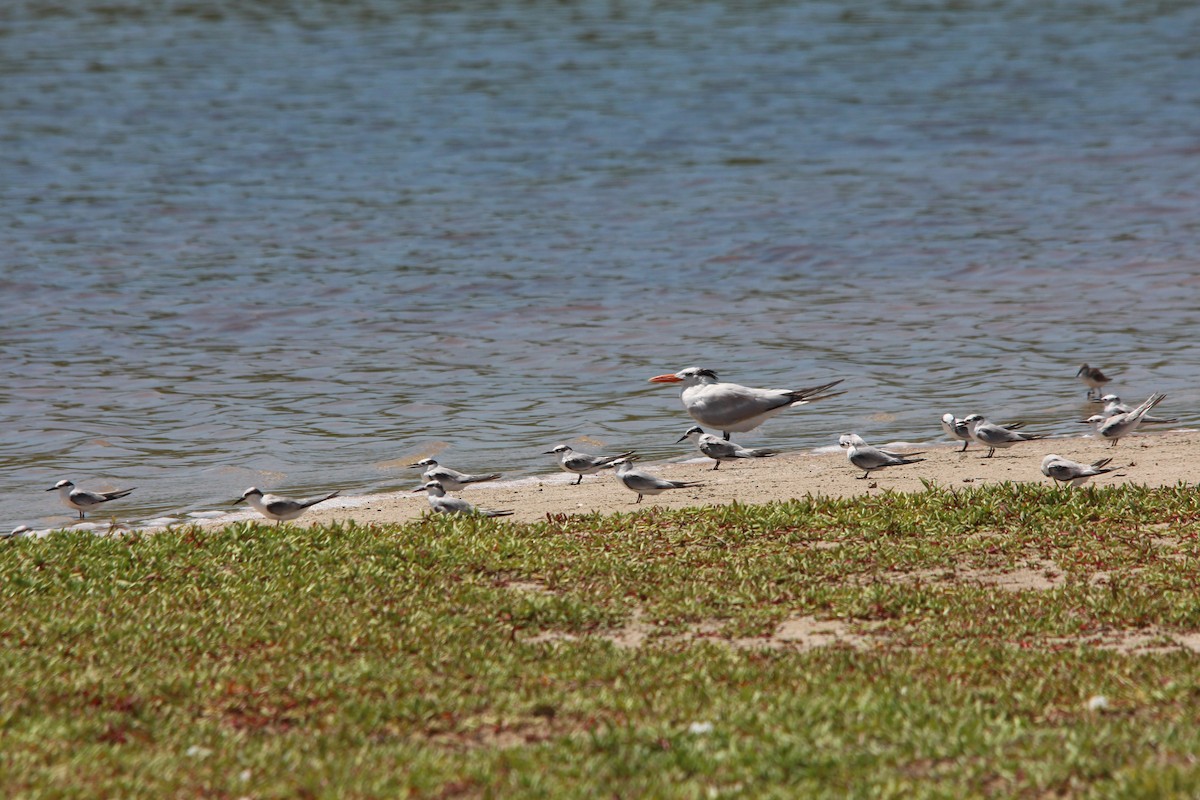Least Tern - ML190146851