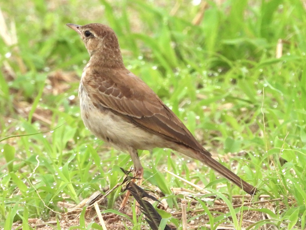 Plain-backed Pipit - ML190146881