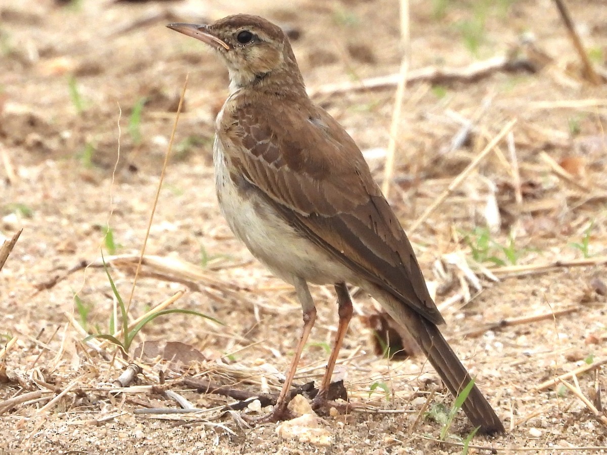 Plain-backed Pipit - ML190146901