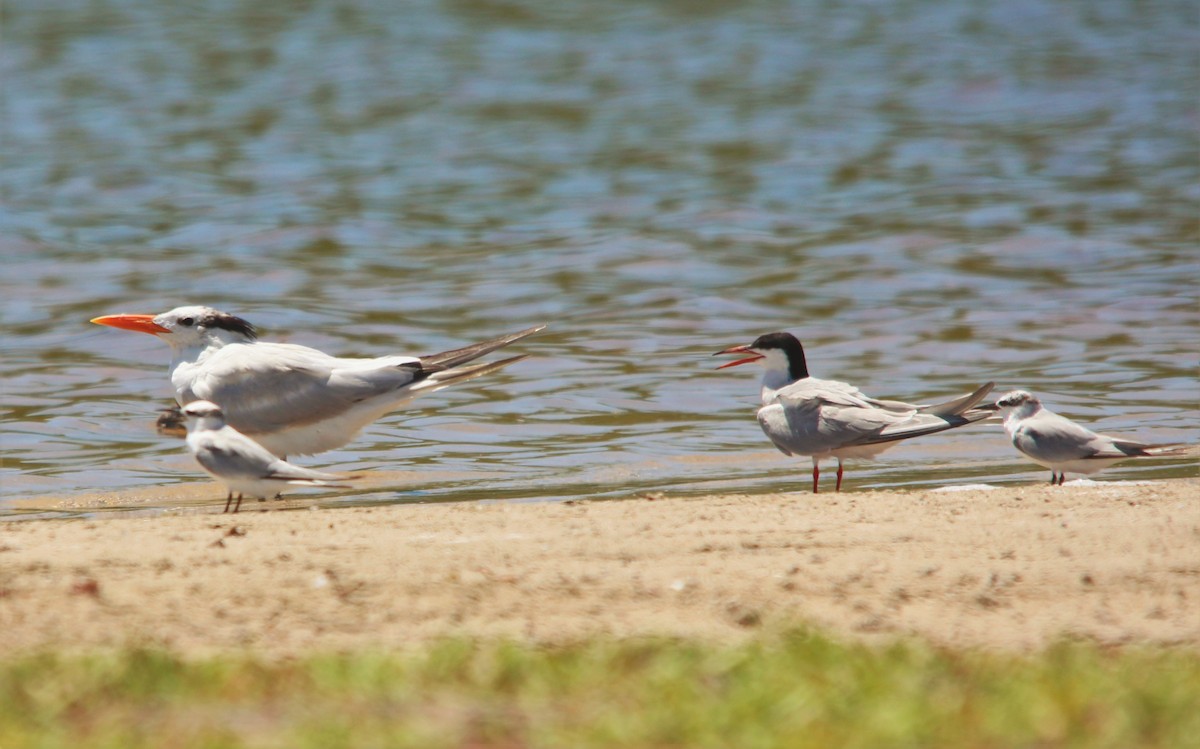 Common Tern - ML190147011