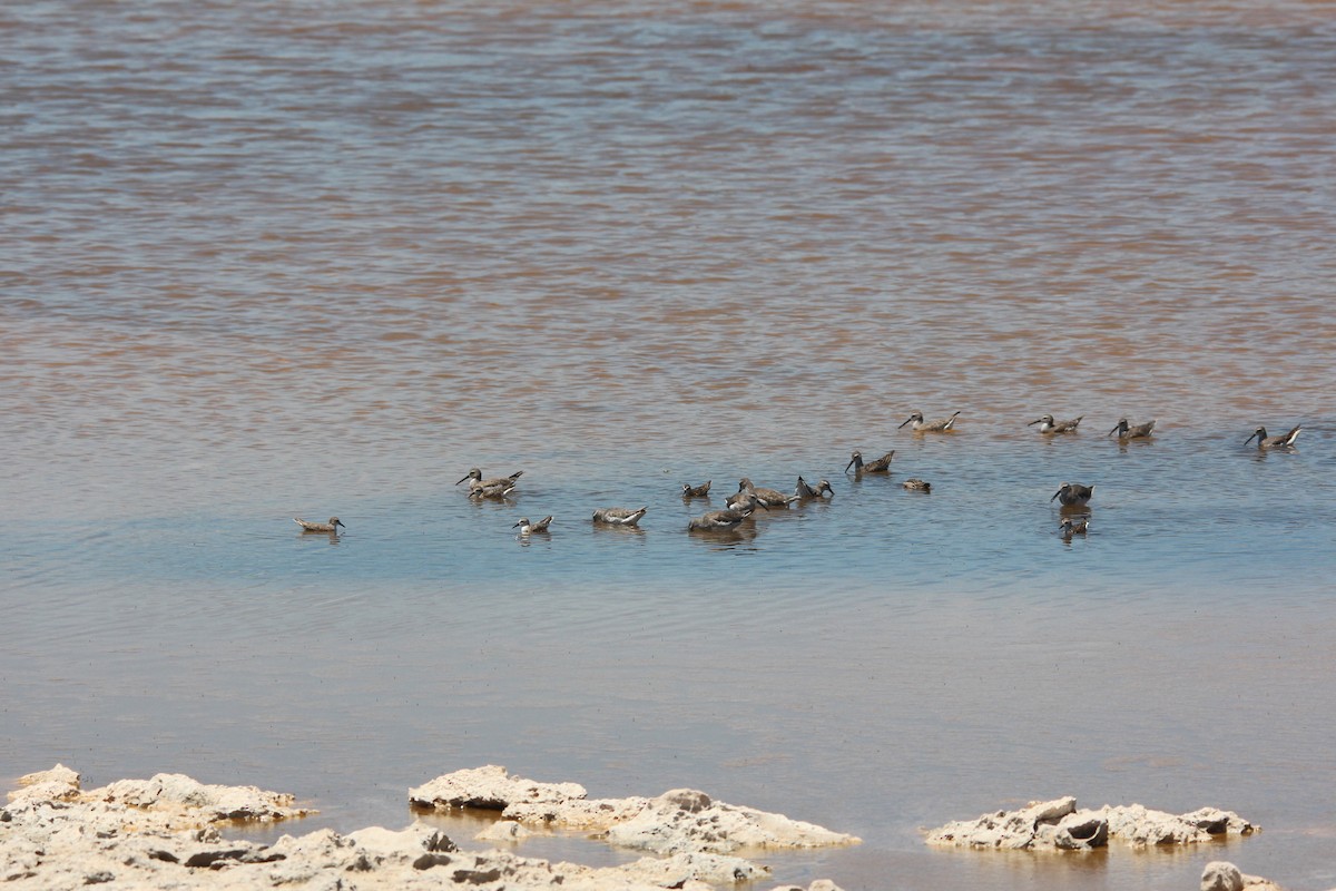 Stilt Sandpiper - ML190147631