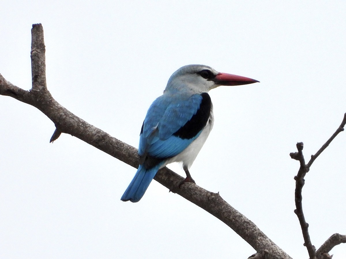 Woodland Kingfisher - GARY DOUGLAS