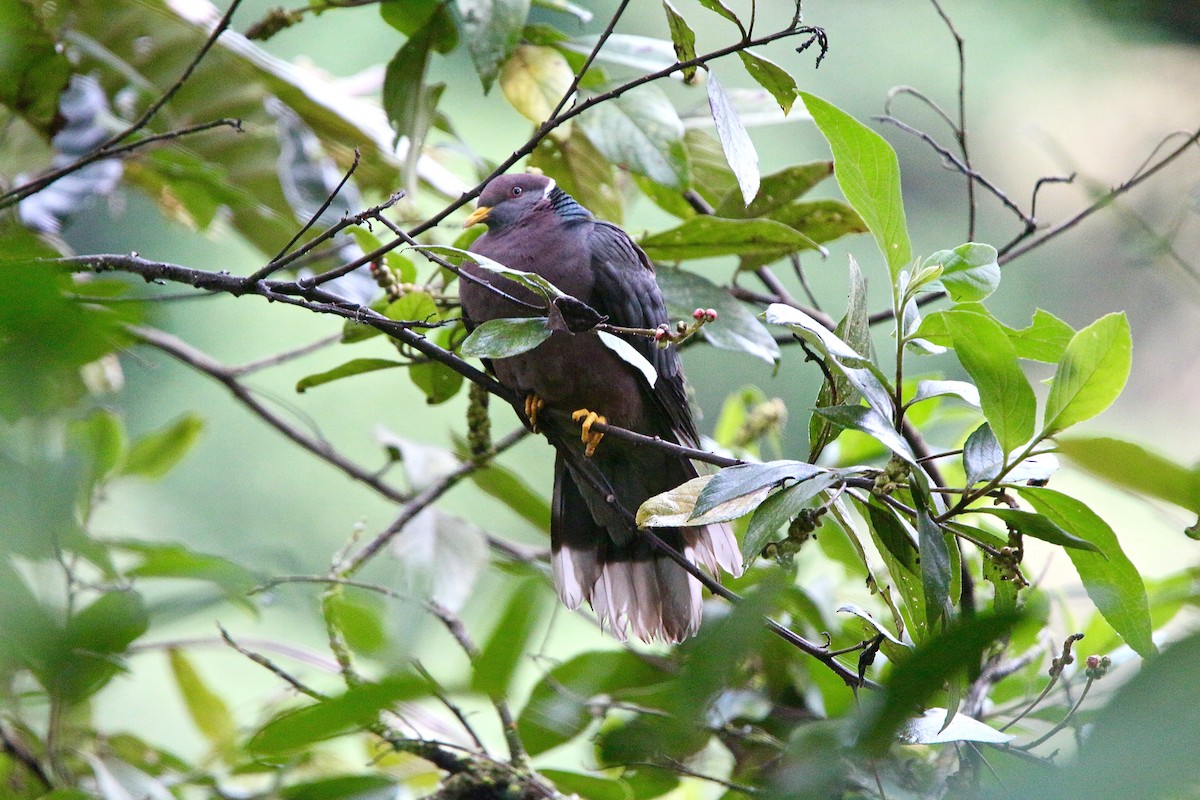 Band-tailed Pigeon - ML190148471