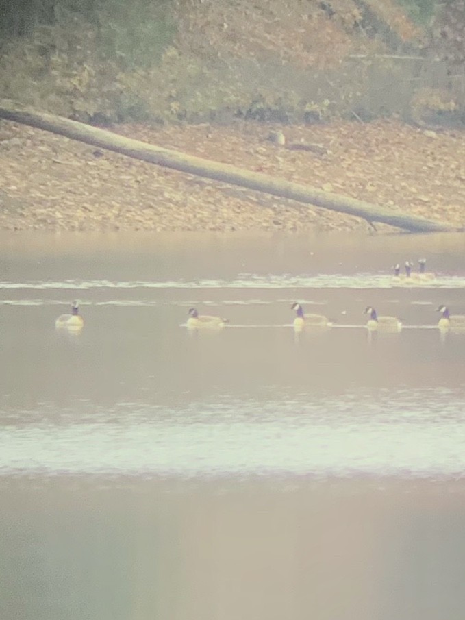 Казарка мала - ML190148571