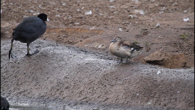 Garganey - ML190149091