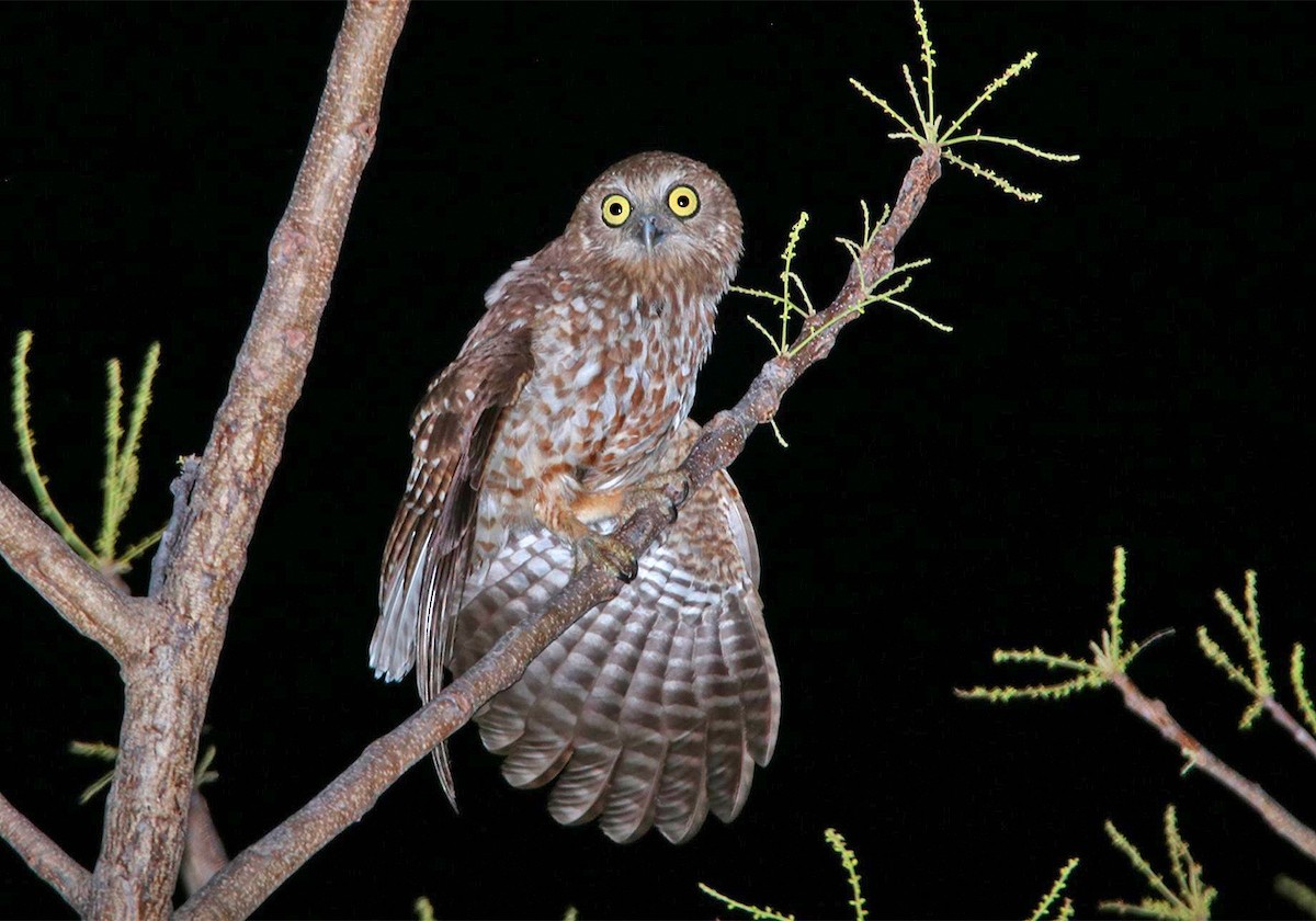 Rote Boobook - Tim Avery