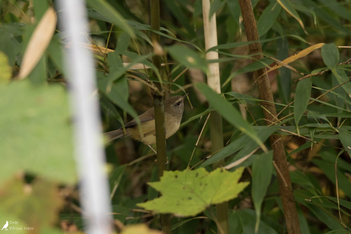 Yellowish-bellied Bush Warbler - Oree Efroni Naor