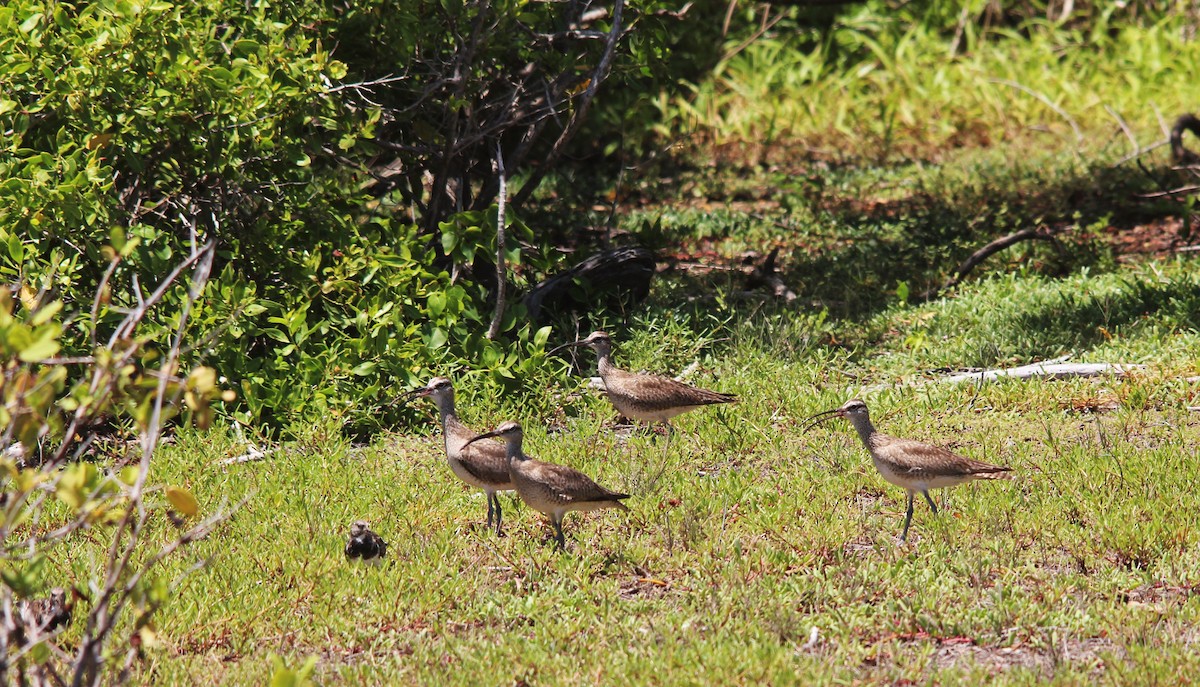 Hudsonian Whimbrel - ML190150351