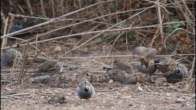 California Quail - ML190150601