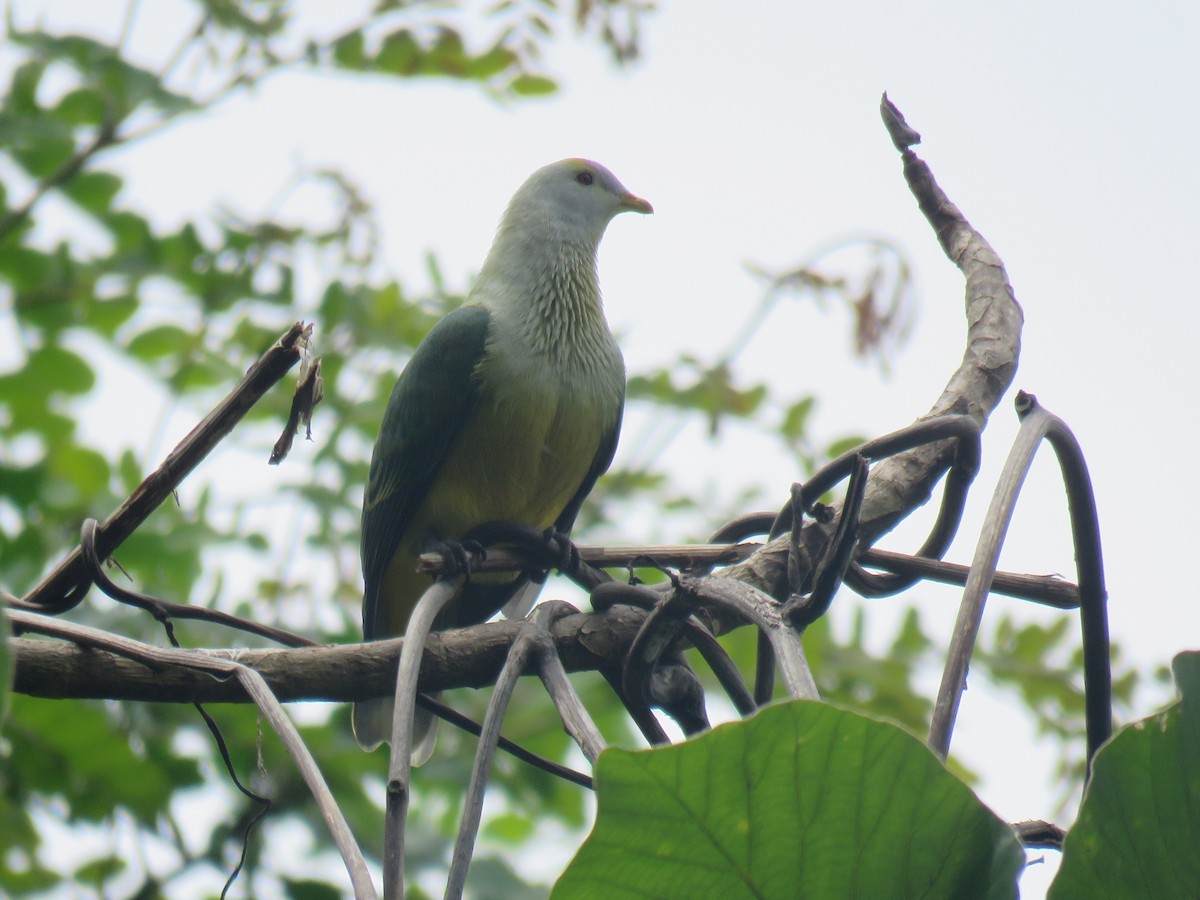 Raiatea Fruit-Dove - ML190150961