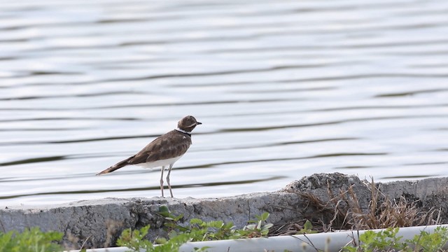 Killdeer - ML190151201