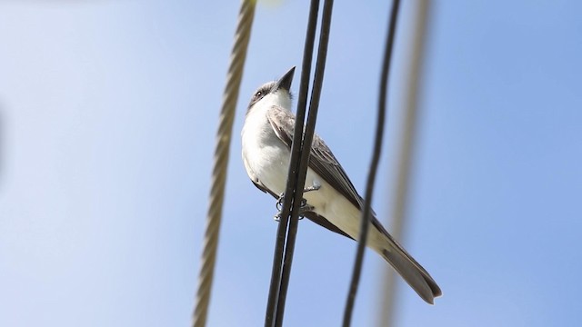 Gray Kingbird - ML190151221