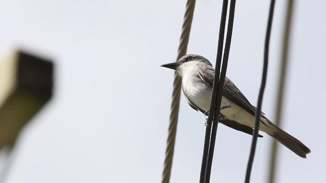 Gray Kingbird - ML190151241