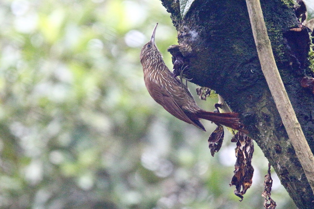 Montane Woodcreeper - Gabriel Willow