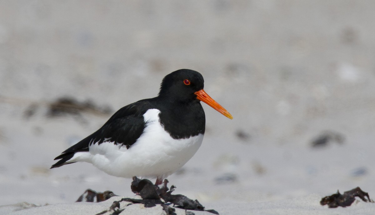 Eurasian Oystercatcher - Alexander Thomas