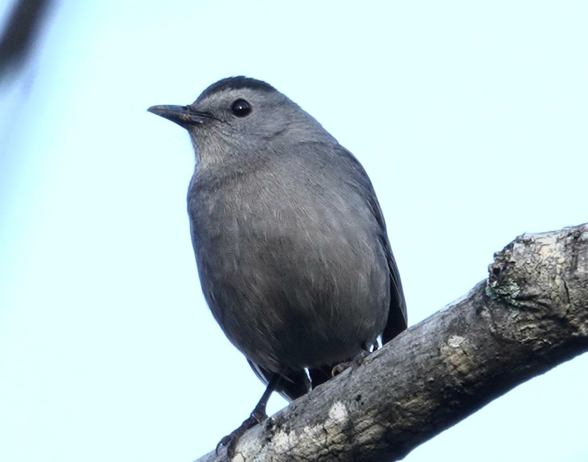 Gray Catbird - ML190155771