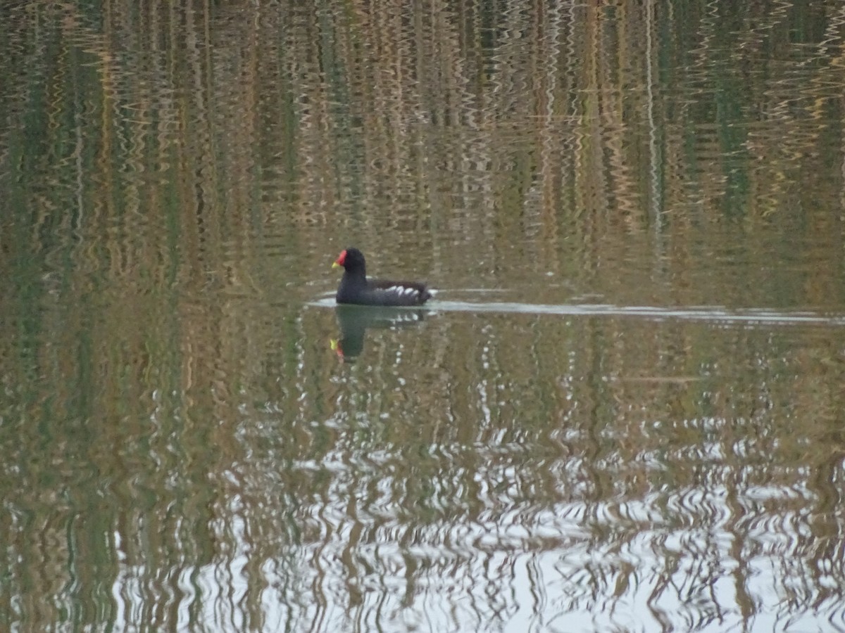 Gallinule poule-d'eau - ML190156401