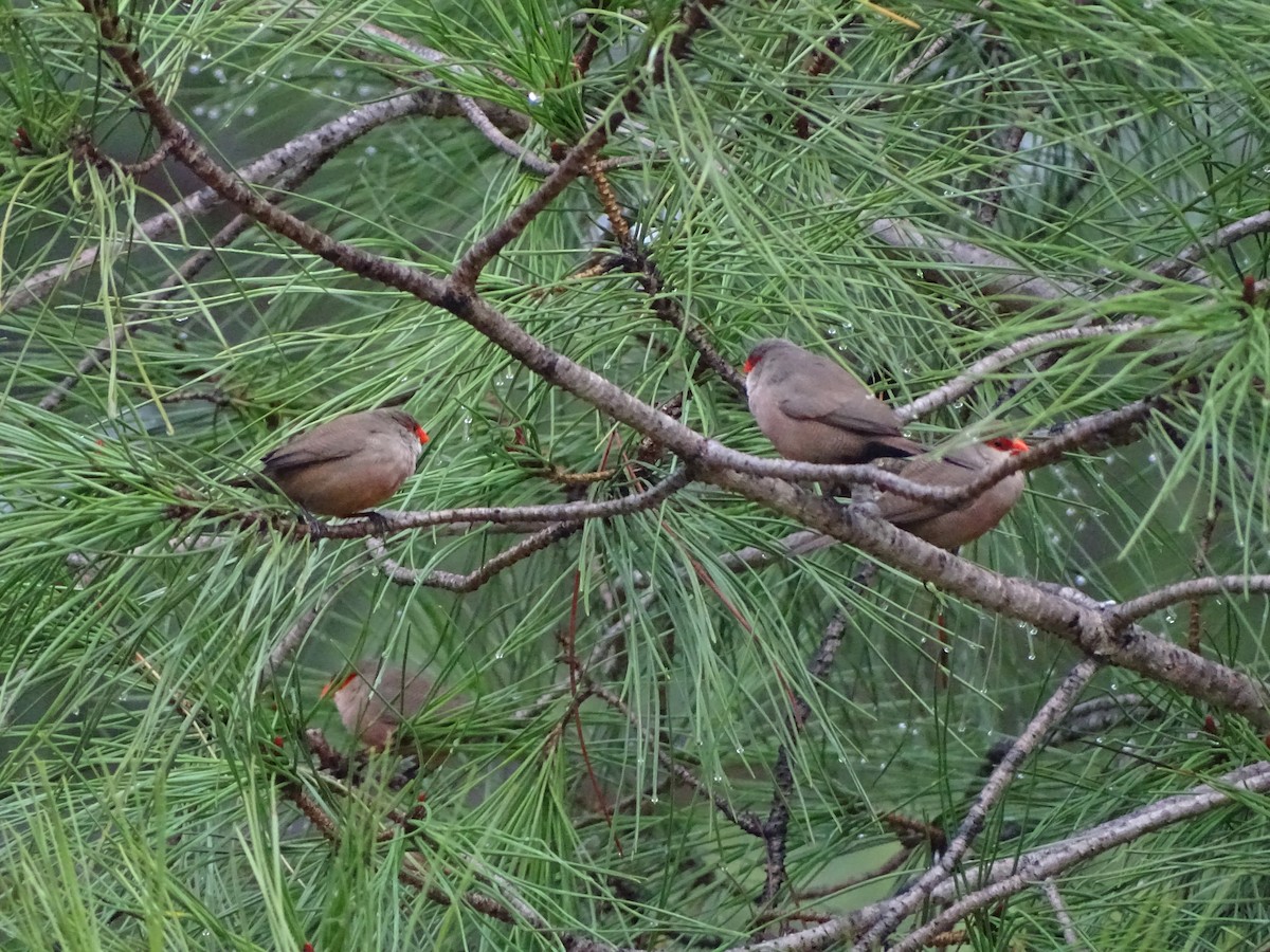 Common Waxbill - ML190156441