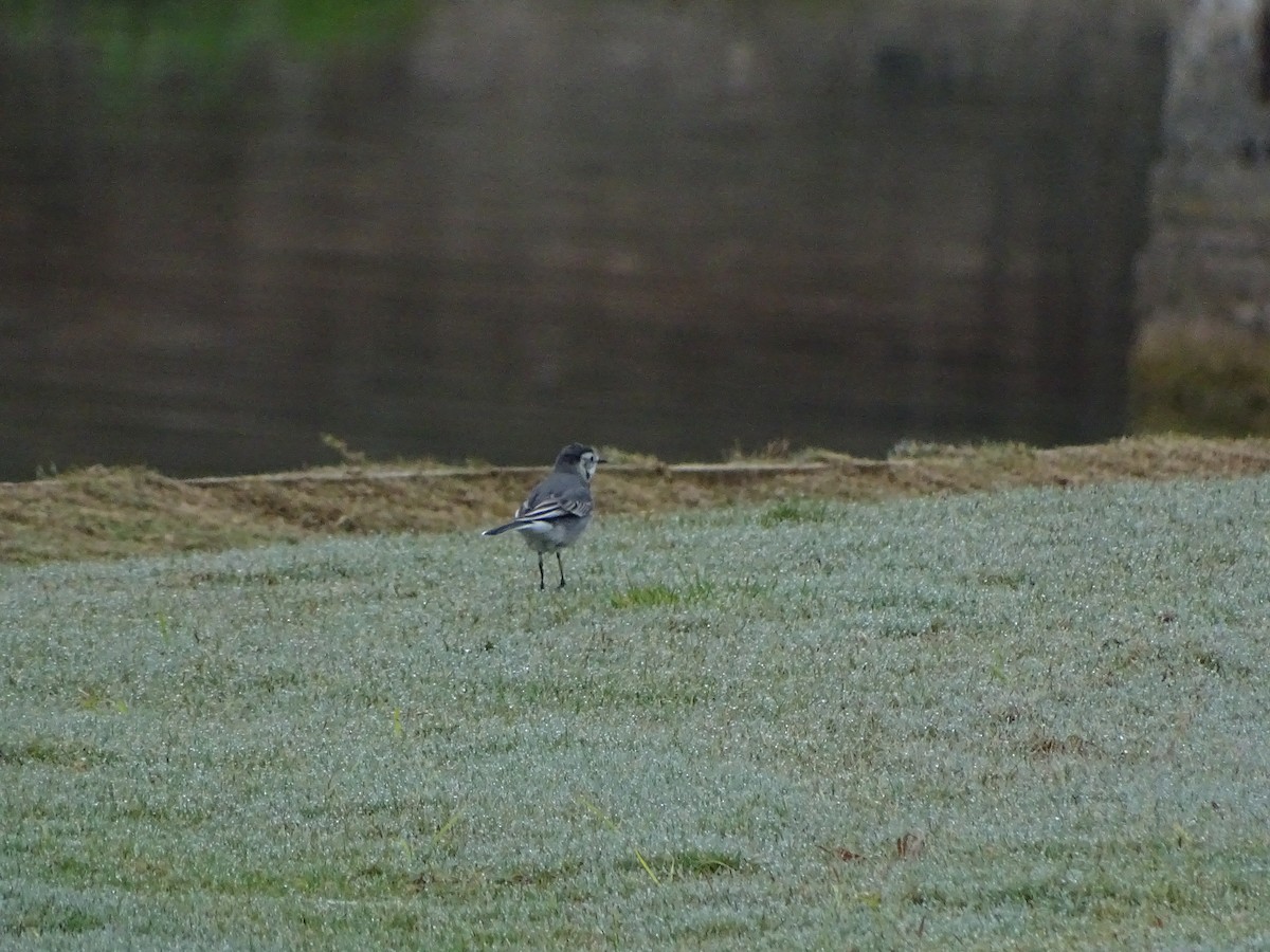 White Wagtail - ML190156461